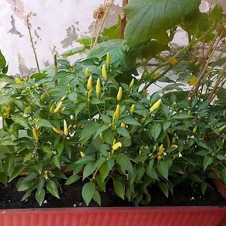 Konukevi Yayla Apart 2*